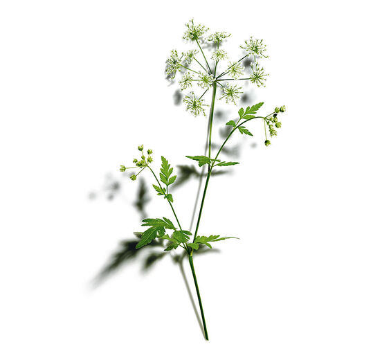 Wild Chervil-สารสกัด Wild Chervil ออร์แกนิก-Anthriscus sylvestris extract